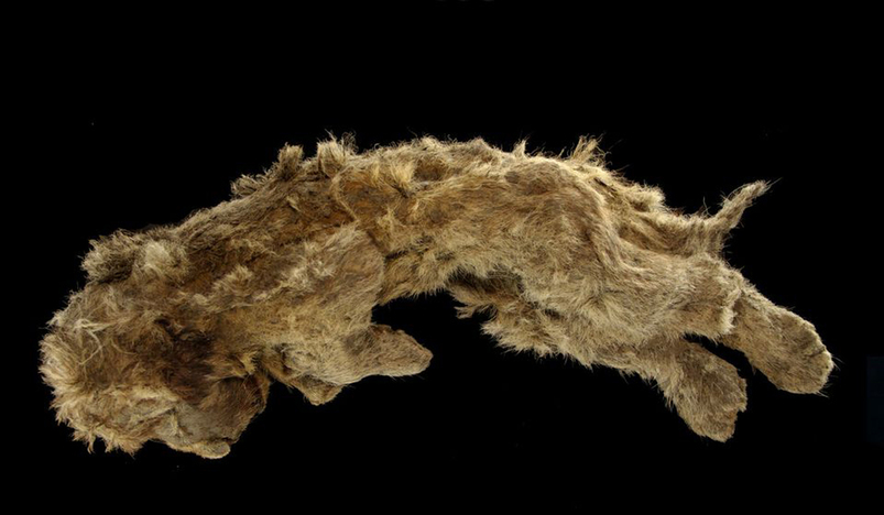 Cave lion cub found in Siberian permafrost is 28,000 years old